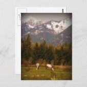 Carte Postale Faites un voeu sur un cheval blanc ! (Devant / Derrière)