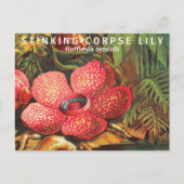 Carte Postale Faits intéressants Fleur la plus grande (Devant)