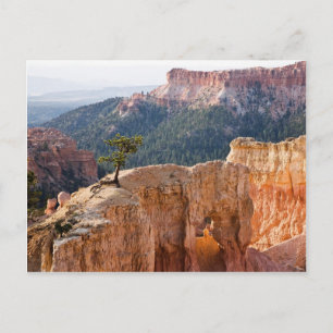 Carte Postale Falaises roses