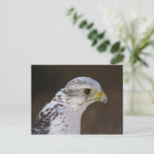 Carte Postale Falco rusticole (Debout devant)