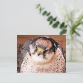 CARTE POSTALE FALCON (Debout devant)