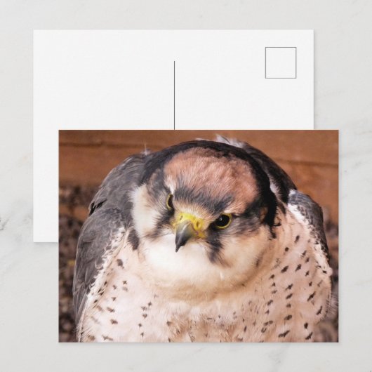 CARTE POSTALE FALCON (Devant / Derrière)