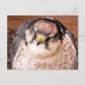 CARTE POSTALE FALCON (Devant)
