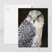 Carte Postale Falcon (Devant / Derrière)