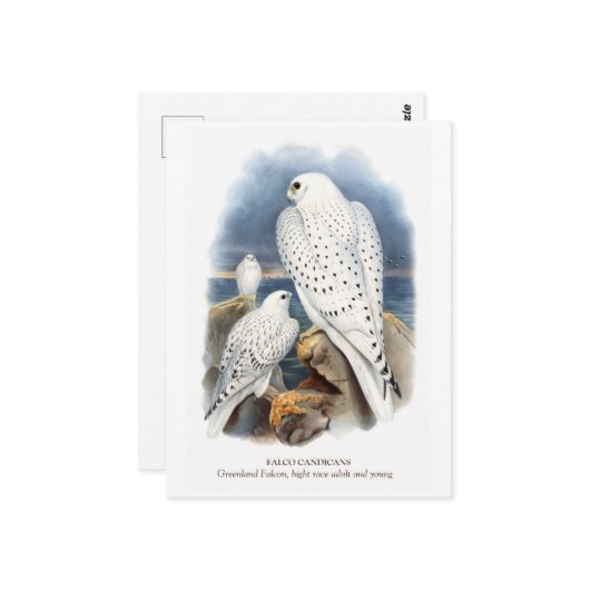 Carte Postale Falcon du Groenland (Devant/Arrière en situation)