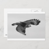 Carte Postale FalconInFlight (Devant / Derrière)