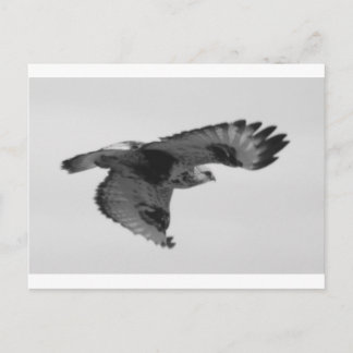 Carte Postale FalconInFlight