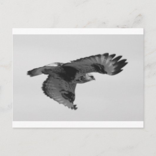 Carte Postale FalconInFlight (Devant)