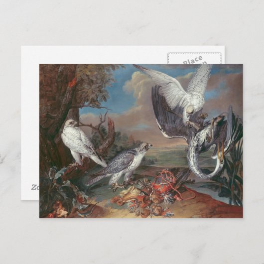 Carte Postale Falcons Cyr du Groenland (Devant / Derrière)