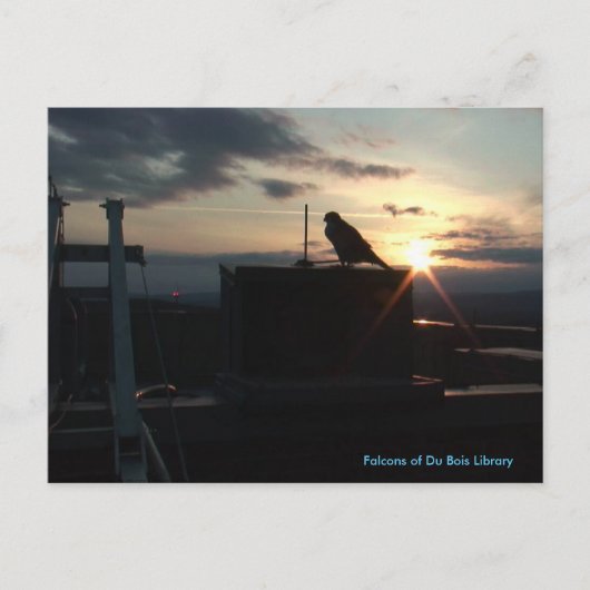 Carte postale Falcons de la bibliothèque du Bois (Devant)