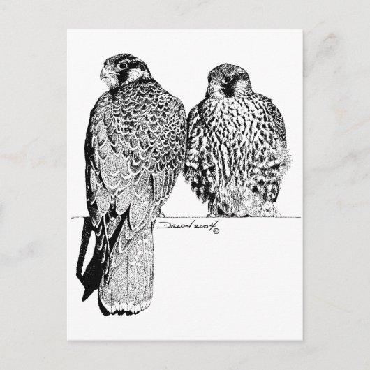 Carte Postale Falcons des Prairies (Devant)