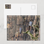 Carte Postale Falcons pèlerins Sur Les Rochers (Devant / Derrière)