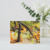 Carte Postale Fall Foliage, Jemez Mt Trail, NM (Debout devant)