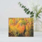 Carte Postale Fall Foliage Valley (Debout devant)