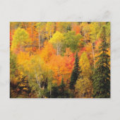 Carte Postale Fall Foliage Valley (Devant)