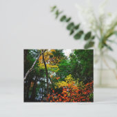 Carte Postale Fall in New England-postcard (Debout devant)