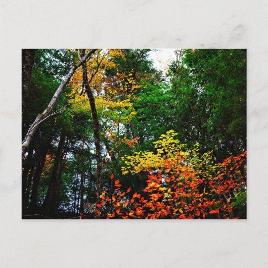 Carte Postale Fall in New England-postcard (Devant)