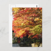 Carte Postale Fall lined street, Nikko, Japon (Devant / Derrière)