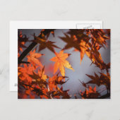 Carte Postale Fall Wonderland of Autumn Color (Devant / Derrière)