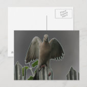 Carte postale Fallen Angel Dove (Devant / Derrière)