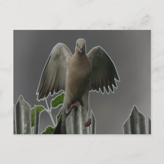 Carte postale Fallen Angel Dove (Devant)
