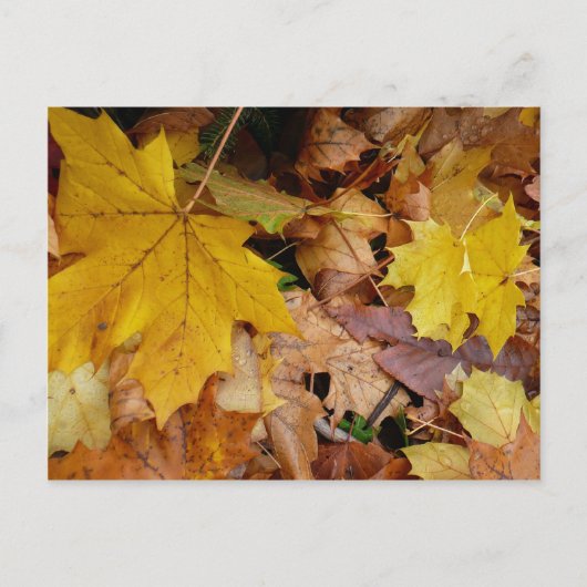 Carte Postale Fallen Maple Feuille Jaune Automne Nature (Devant)