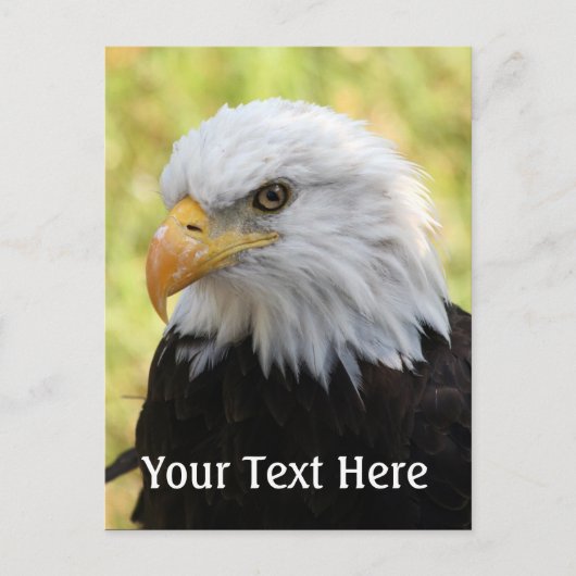 Carte Postale Falln Bald Eagle Liberty (Devant)