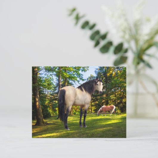 Carte Postale Fallon (Debout devant)