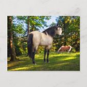 Carte Postale Fallon (Devant)