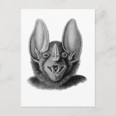 Carte Postale False Vampire Bat (Devant)