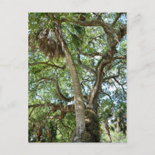 Carte Postale Fameux arbre d'amour Saint Augustine Fl