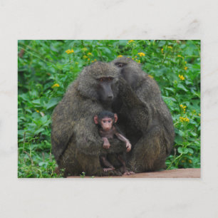 Carte Postale Famille Baboon