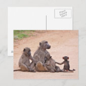 Carte Postale Famille Baboon assise à terre (Devant / Derrière)