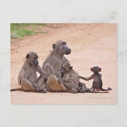 Carte Postale Famille Baboon assise à terre (Devant)