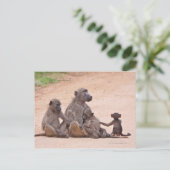 Carte Postale Famille Baboon assise à terre (Debout devant)