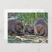 Carte Postale Famille Beaver (Devant / Derrière)