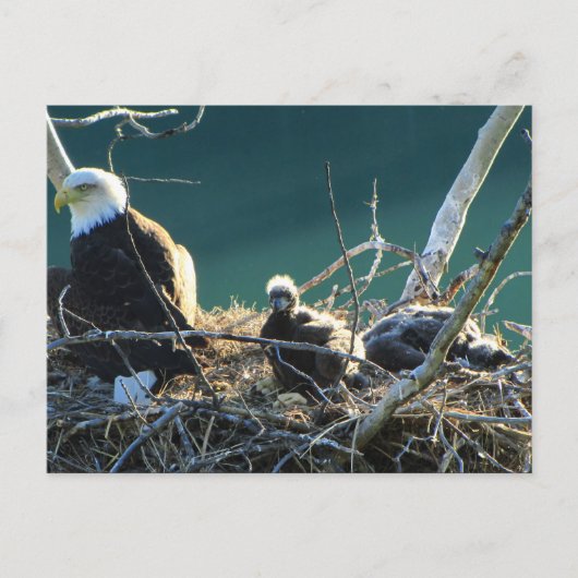 Carte Postale Famille BEF Bald Eagle (Devant)