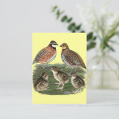 Carte Postale Famille Bobwhite Quail (Debout devant)