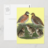 Carte Postale Famille Bobwhite Quail (Devant / Derrière)