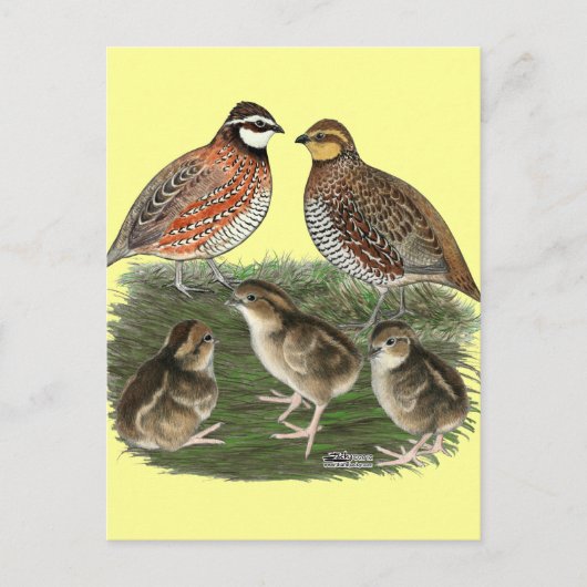 Carte Postale Famille Bobwhite Quail (Devant)