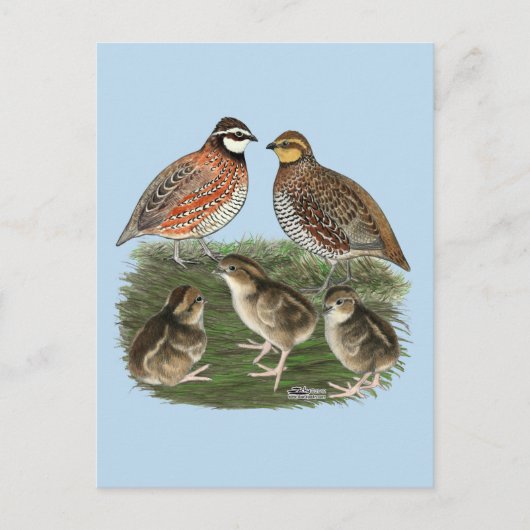 Carte Postale Famille Bobwhite Quail (Devant)