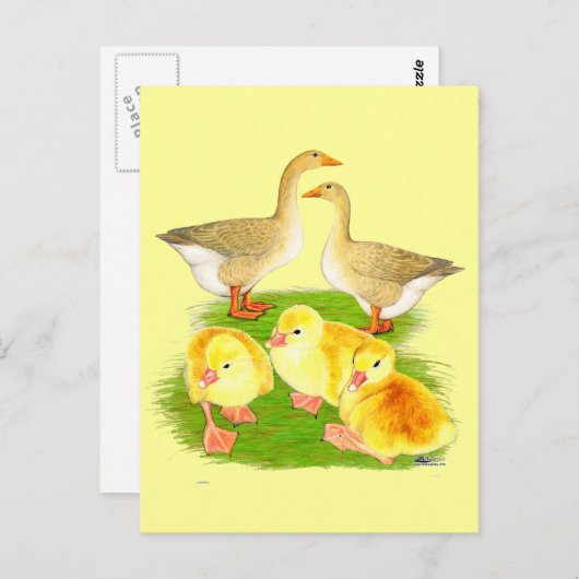 Carte Postale Famille Buff Goose (Devant / Derrière)