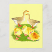 Carte Postale Famille Buff Goose (Devant)
