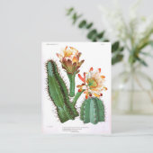 Carte Postale Famille Cactus Vintage Botanique Imprimer (Debout devant)