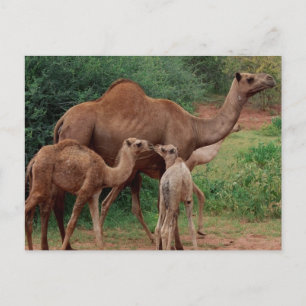Carte Postale Famille Camel
