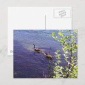 Carte Postale Famille canadienne d'oies (Devant / Derrière)