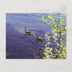 Carte Postale Famille canadienne d'oies