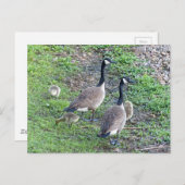 Carte Postale Famille canadienne d'oies (Devant / Derrière)