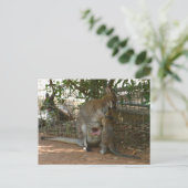 Carte Postale Famille Cangaroo (Debout devant)