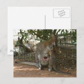 Carte Postale Famille Cangaroo (Devant / Derrière)